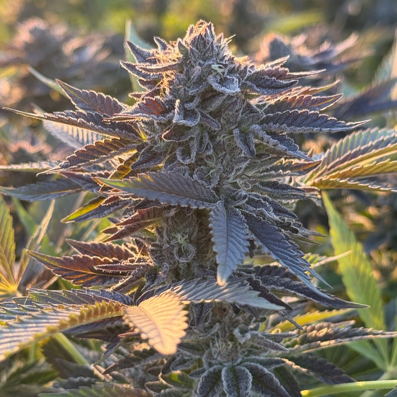 Payton’s Strawberries