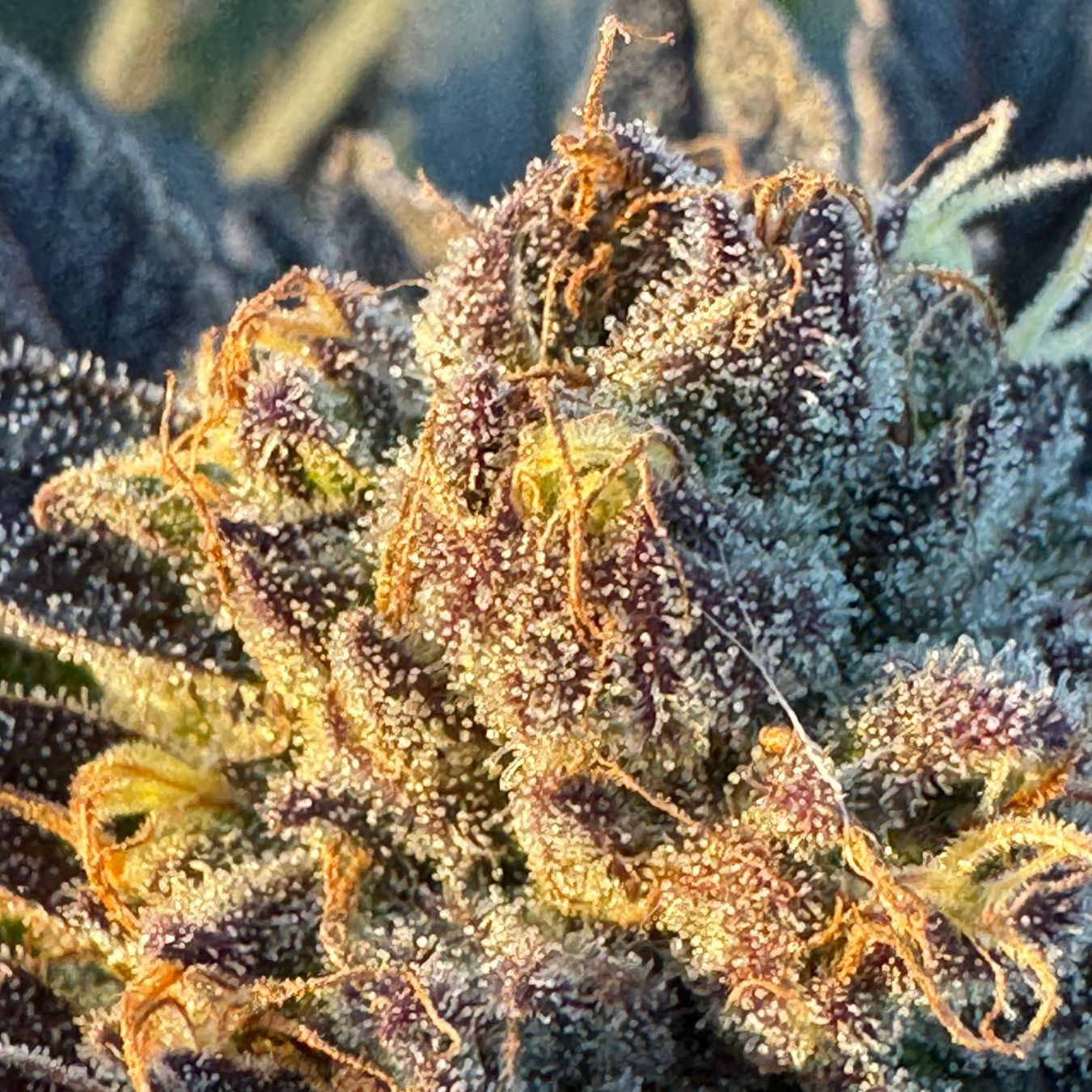 Payton’s Strawberries