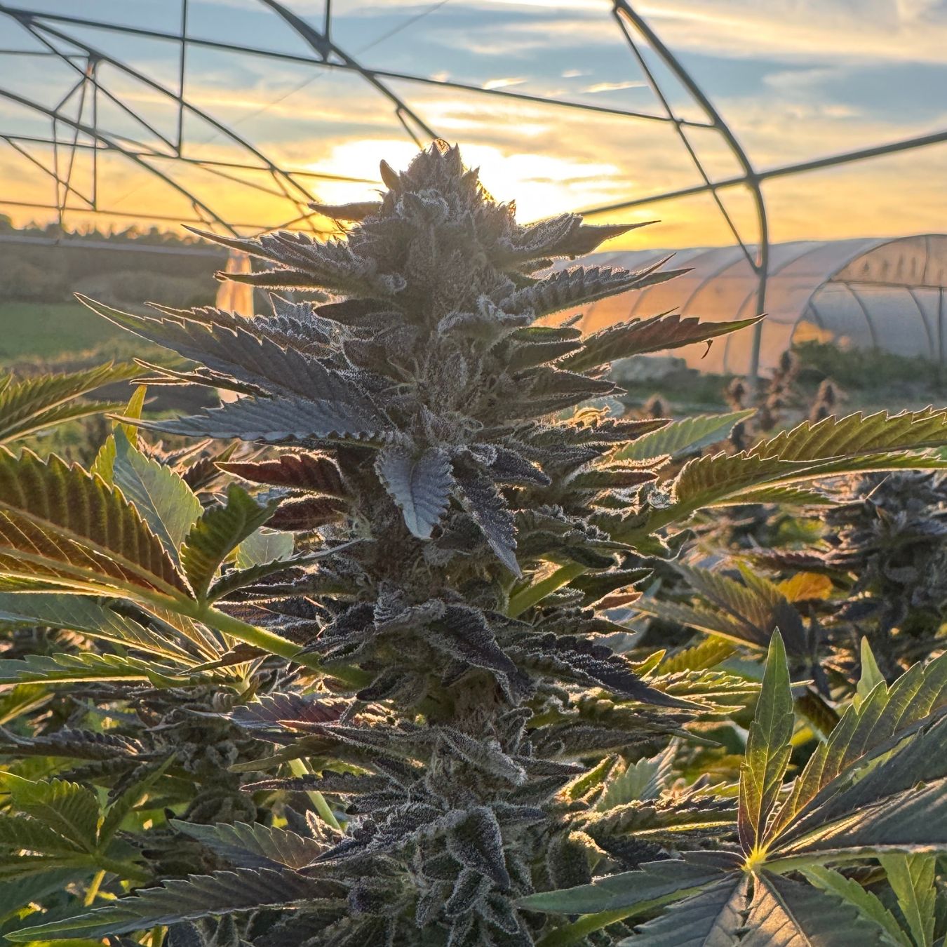 Payton’s Strawberries