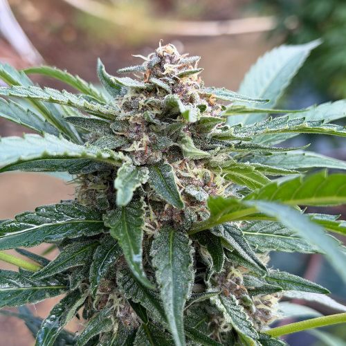 Skunk Fruit