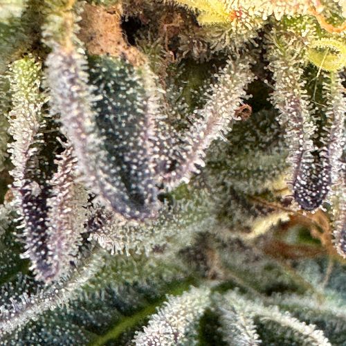 Skunk Fruit