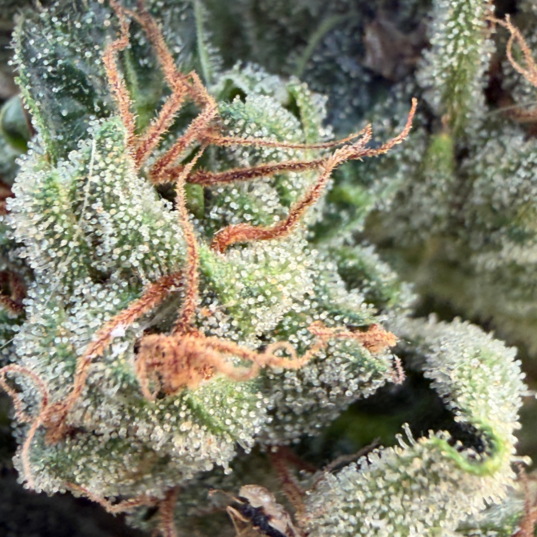 Zombie Bloom