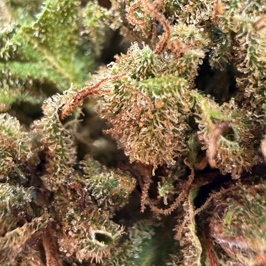 OG Kush