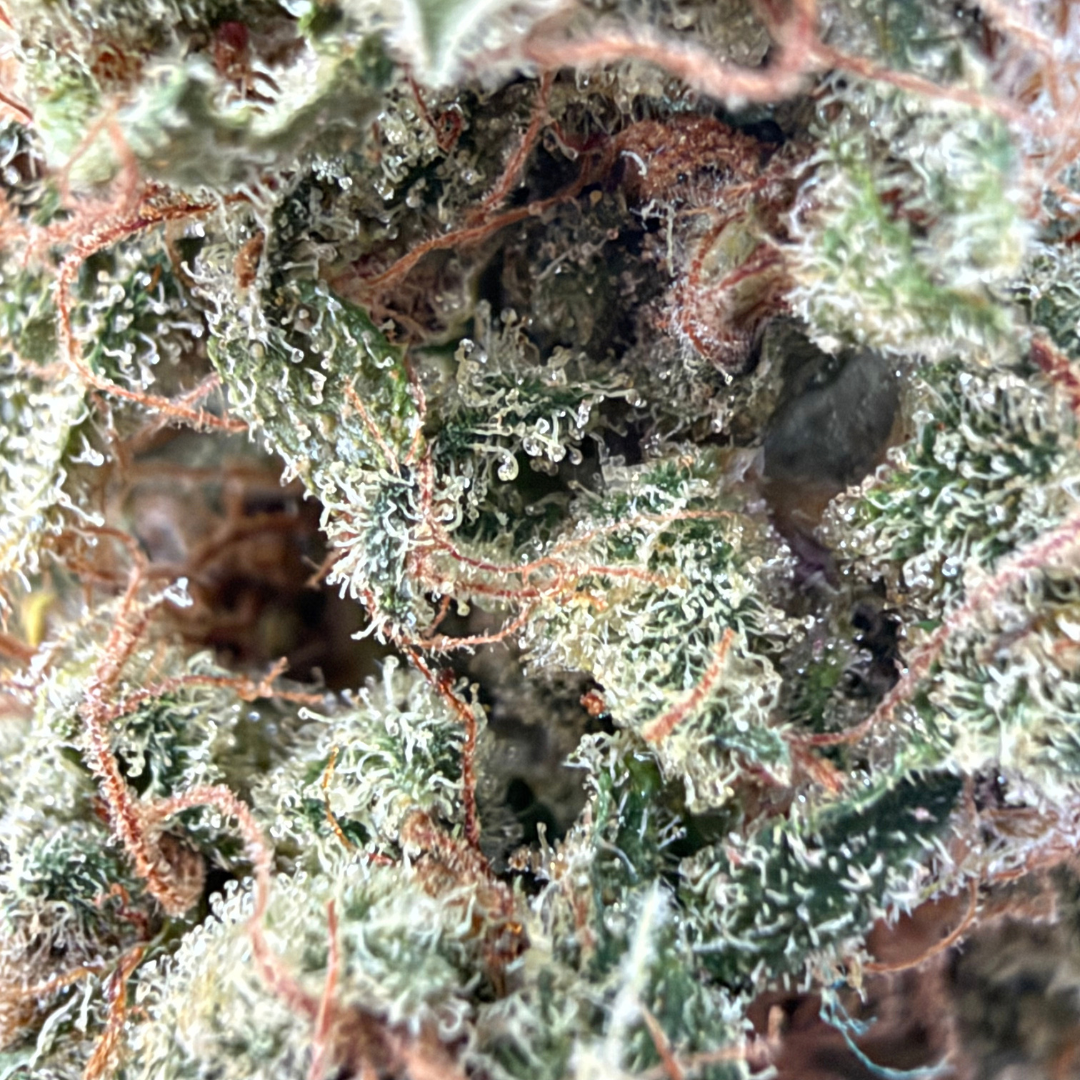 Cream Puff (Hydroponie)