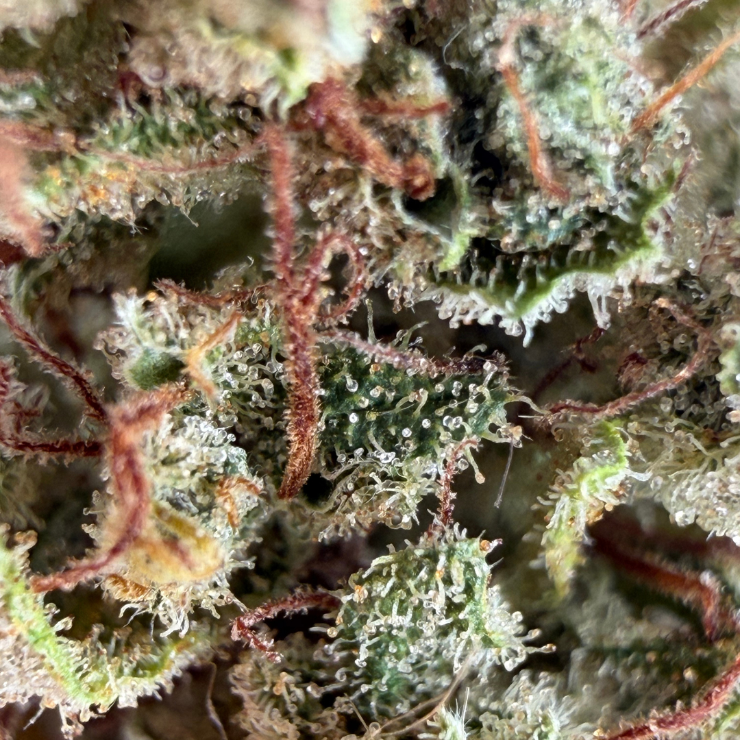 Sweet Mango
