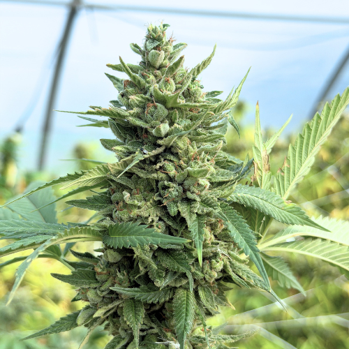 OG Kush