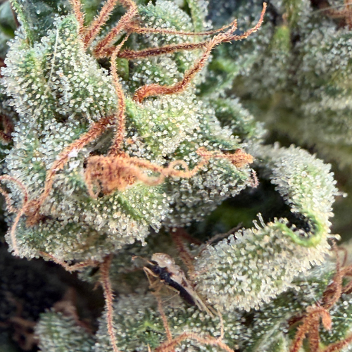 OG Kush