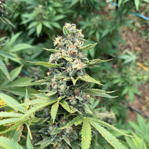 Peach Diesel