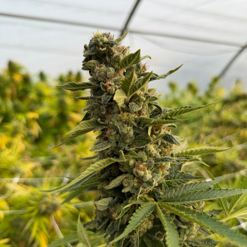 Peach Diesel