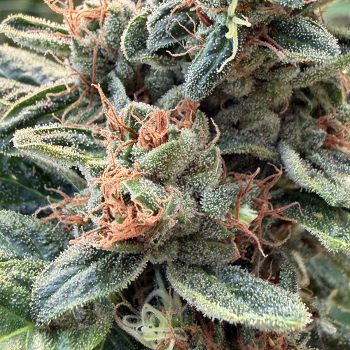Peach Diesel