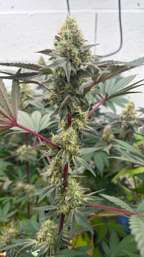 Berry Pebble (Indoor)
