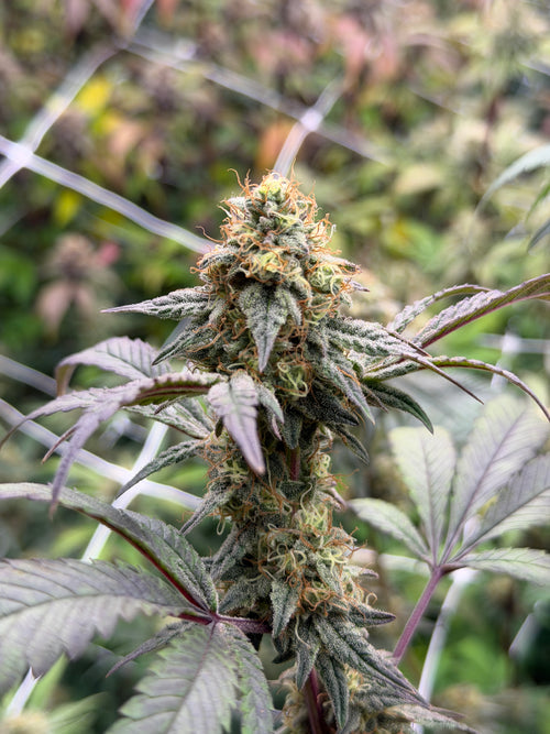 Angel Cake (Indoor)