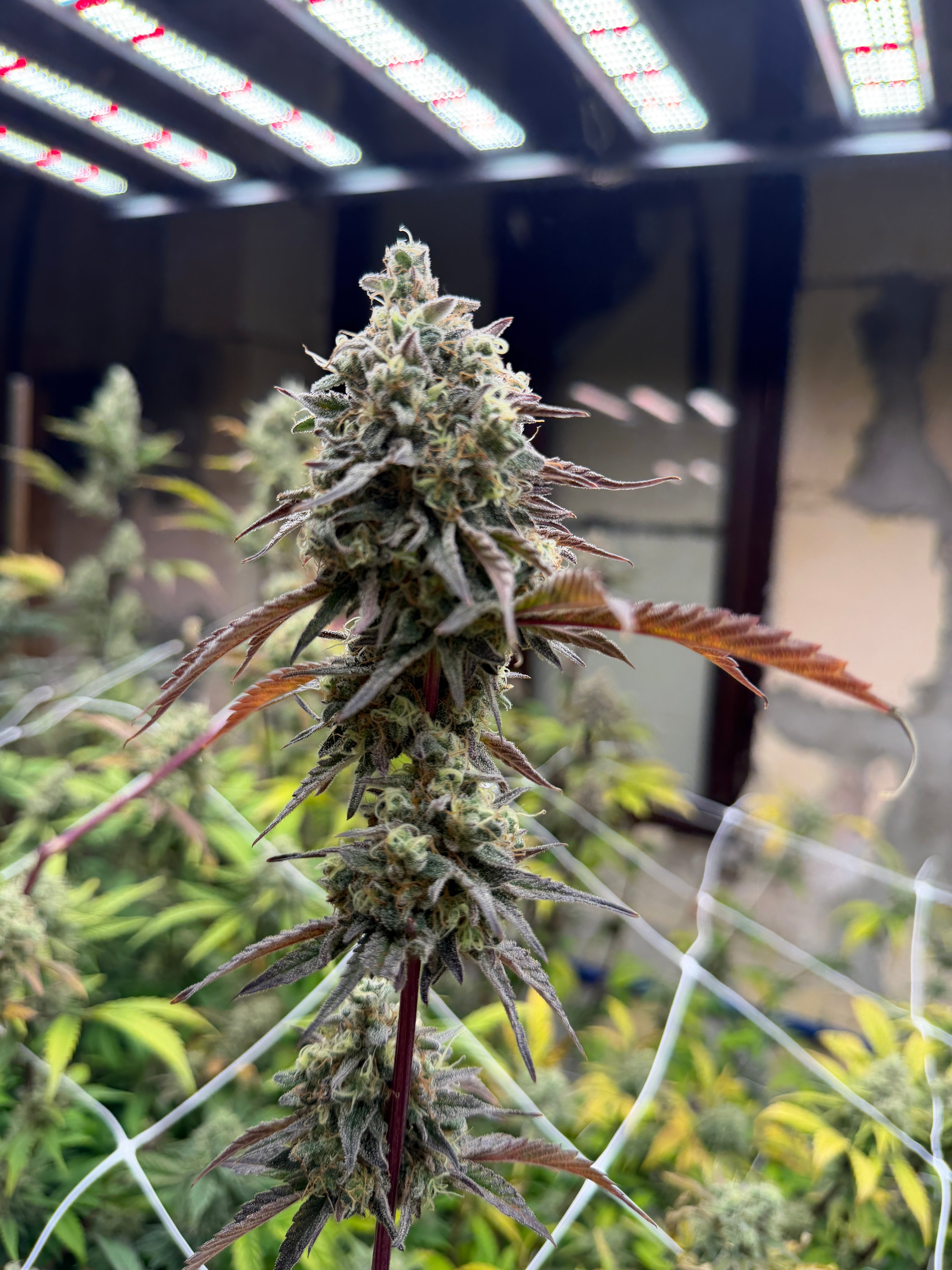 Lemon Cookie Dough (Indoor)