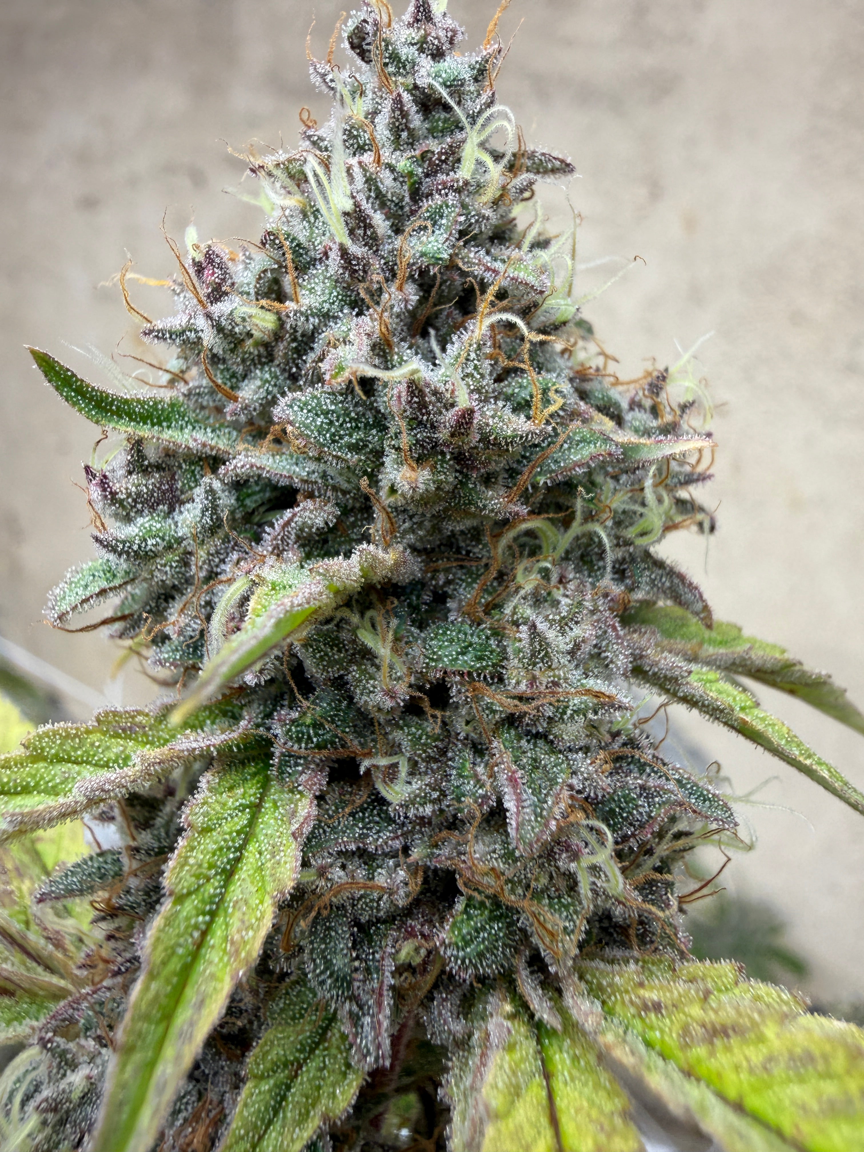 Lemon Cookie Dough (Indoor)