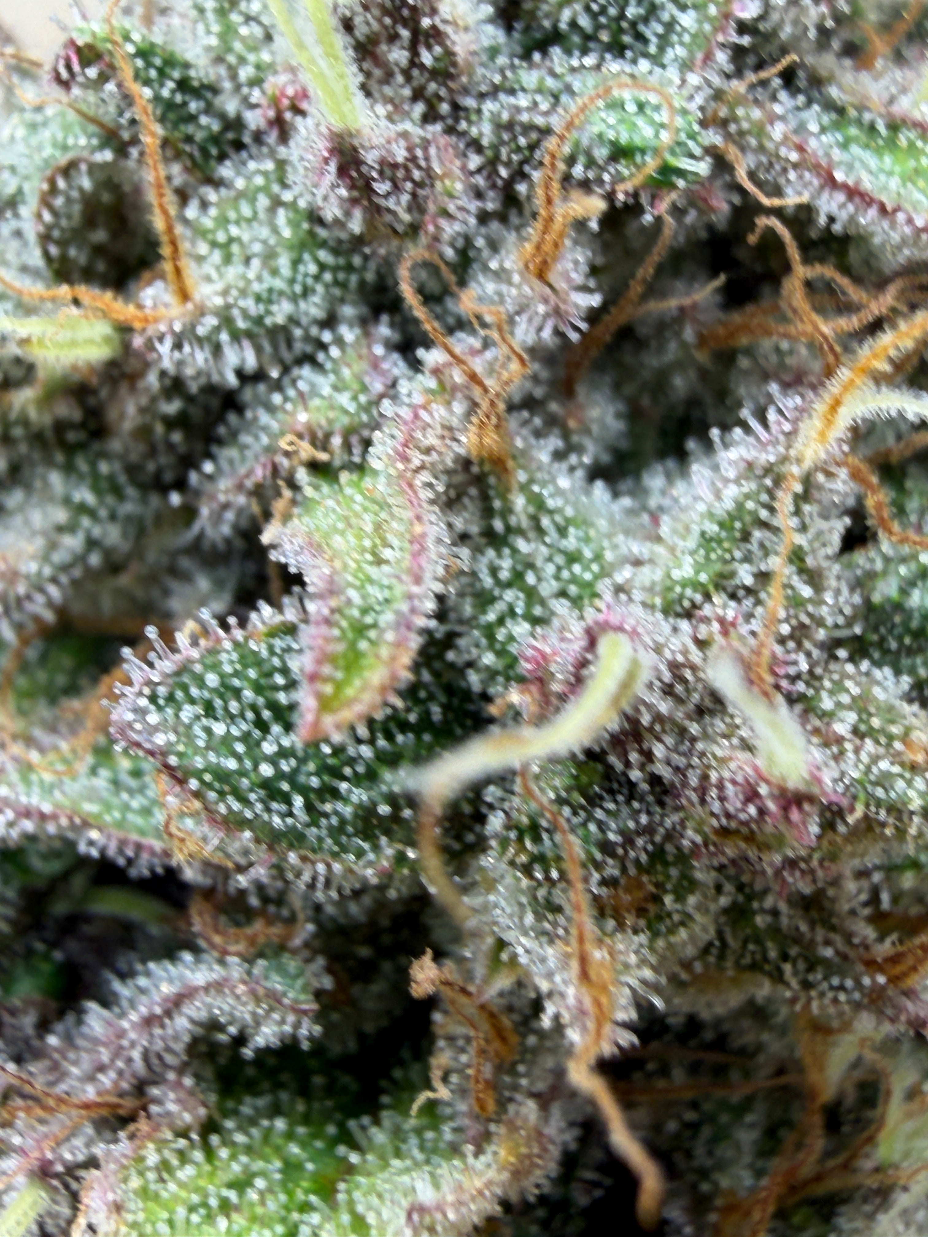 Small Buds Angel Cake (indoor)