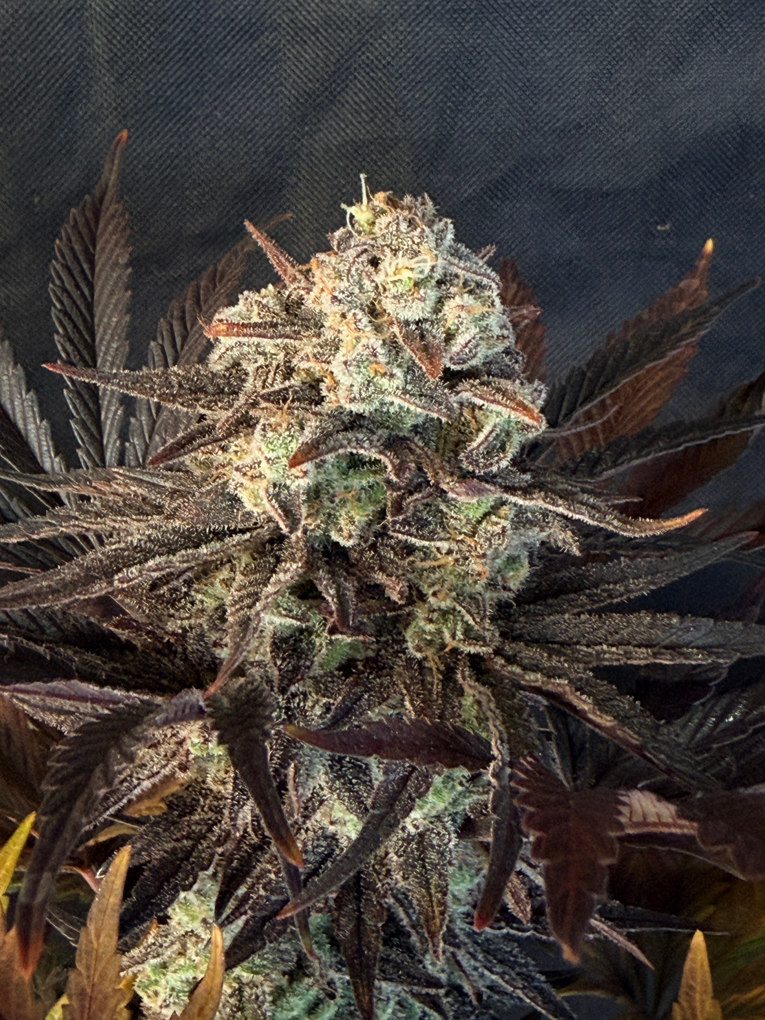 Strawberry Poptarts (Indoor)