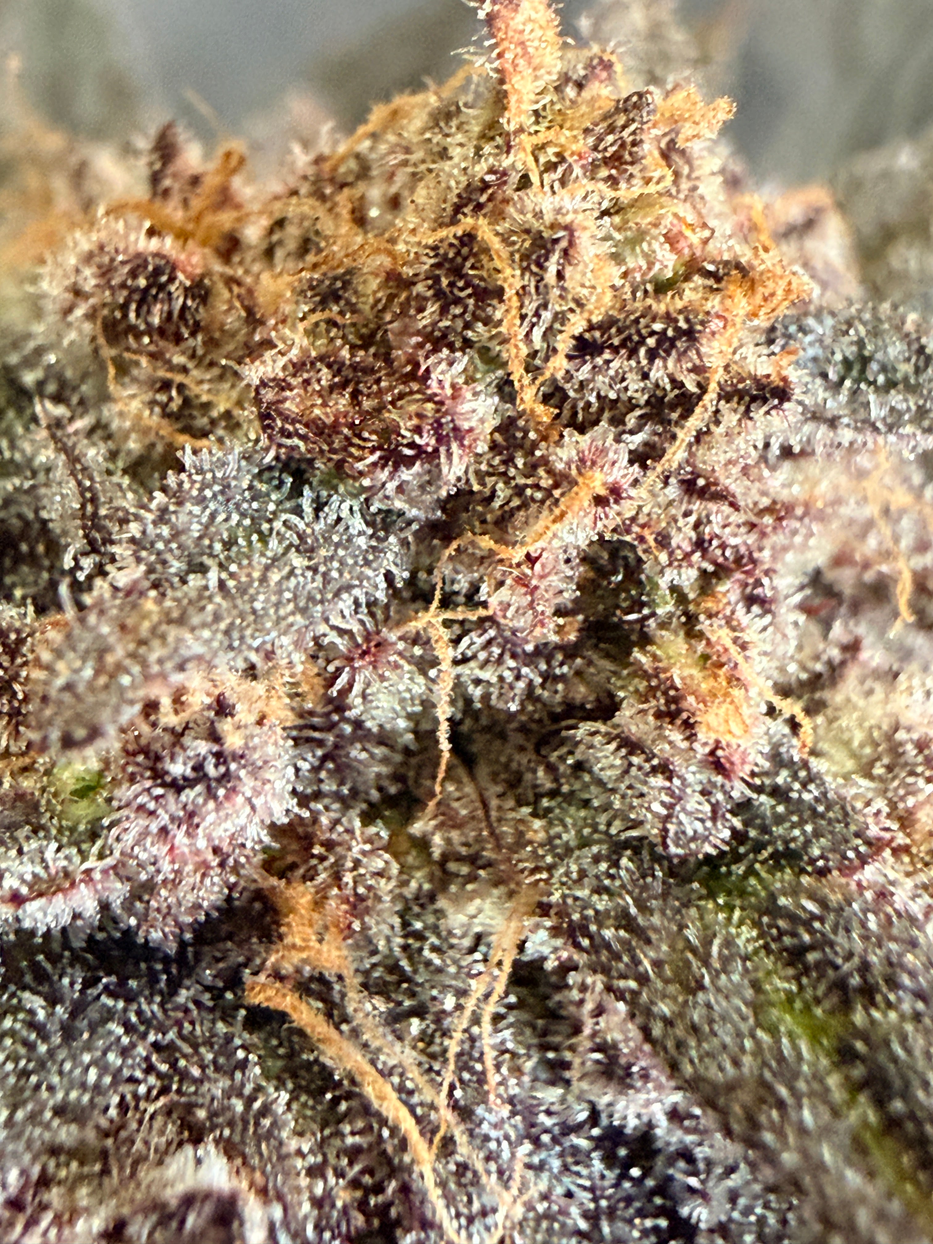 Strawberry Poptarts (Indoor)