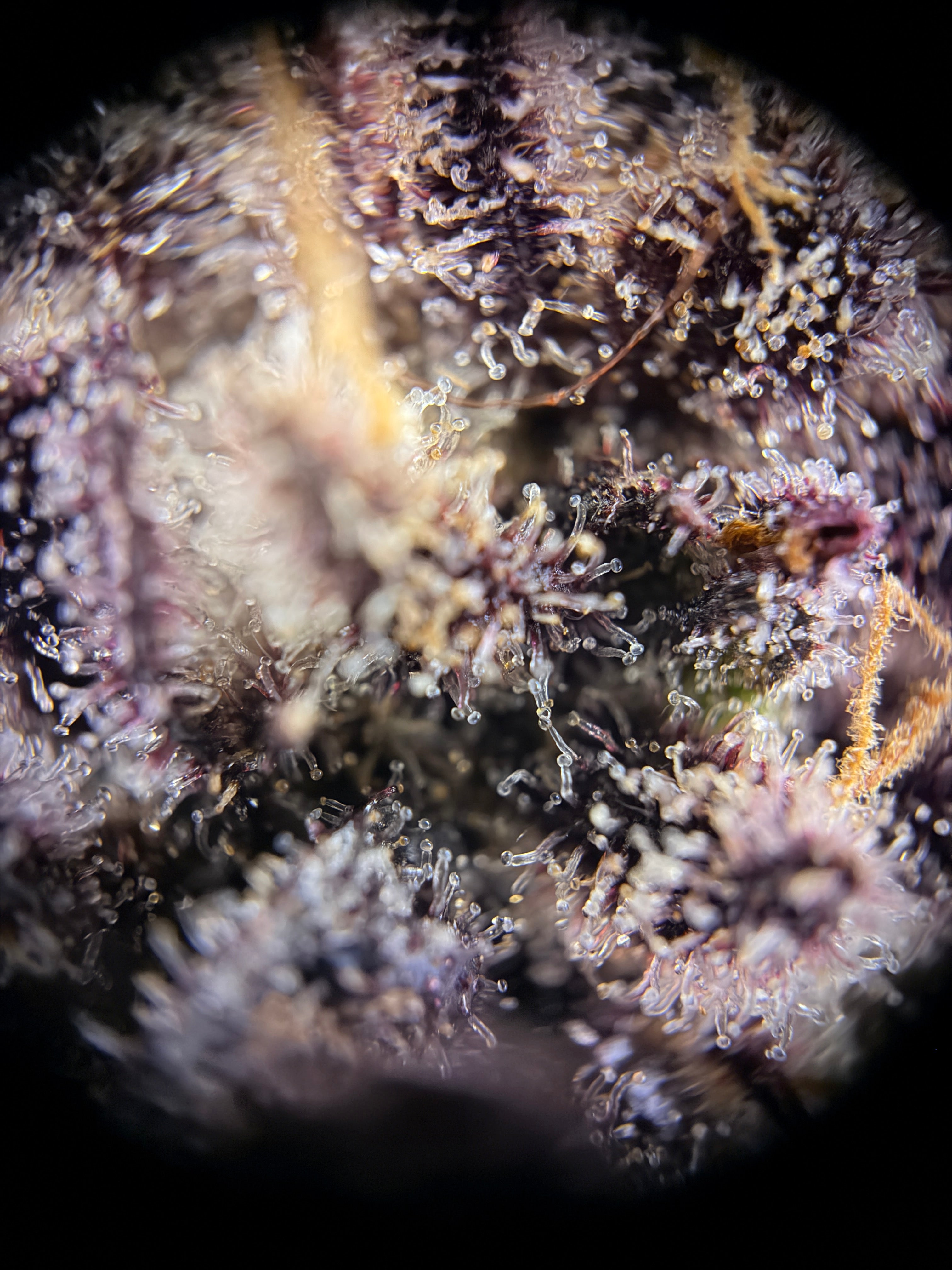 Smoothie (Indoor)