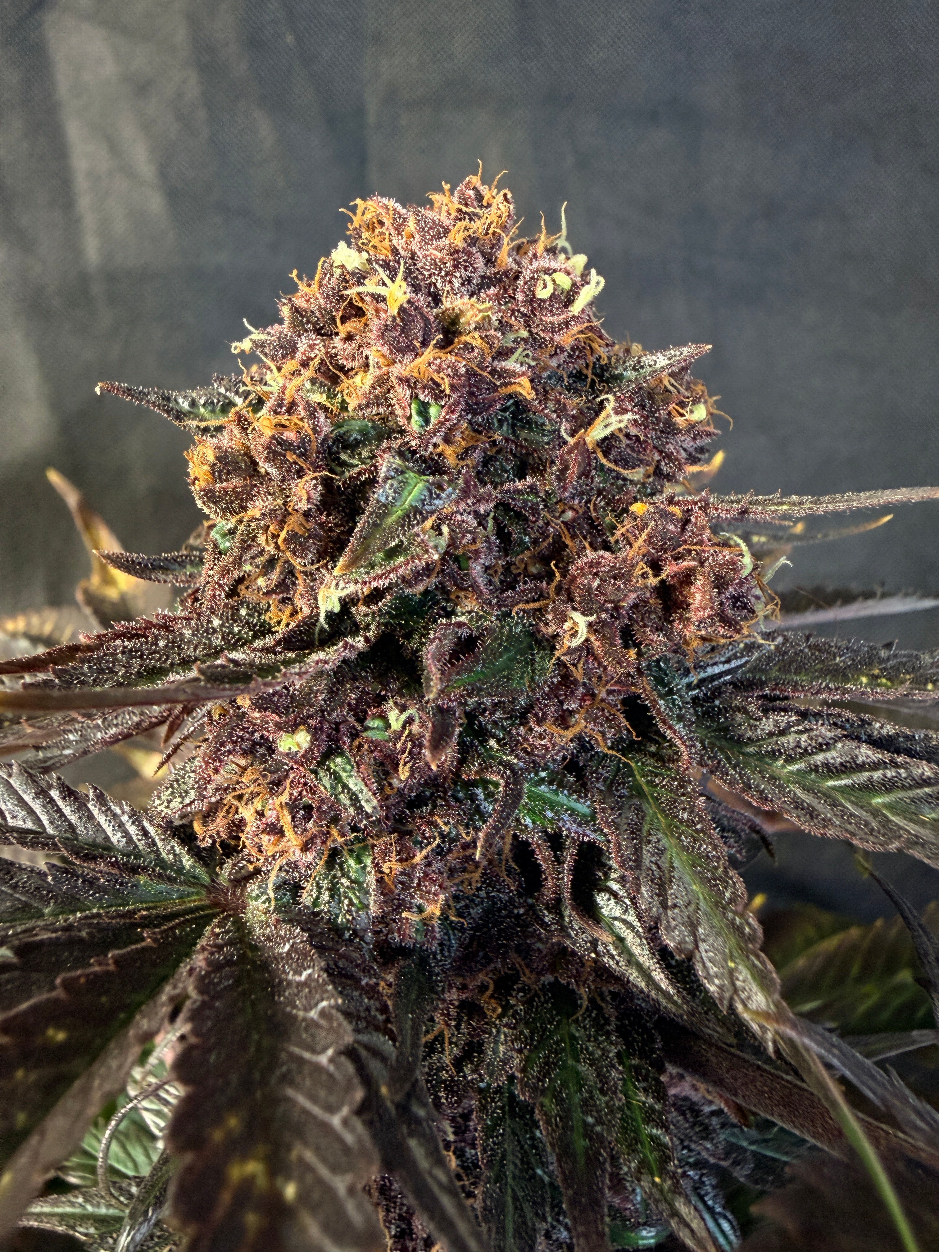 Smoothie (Indoor)