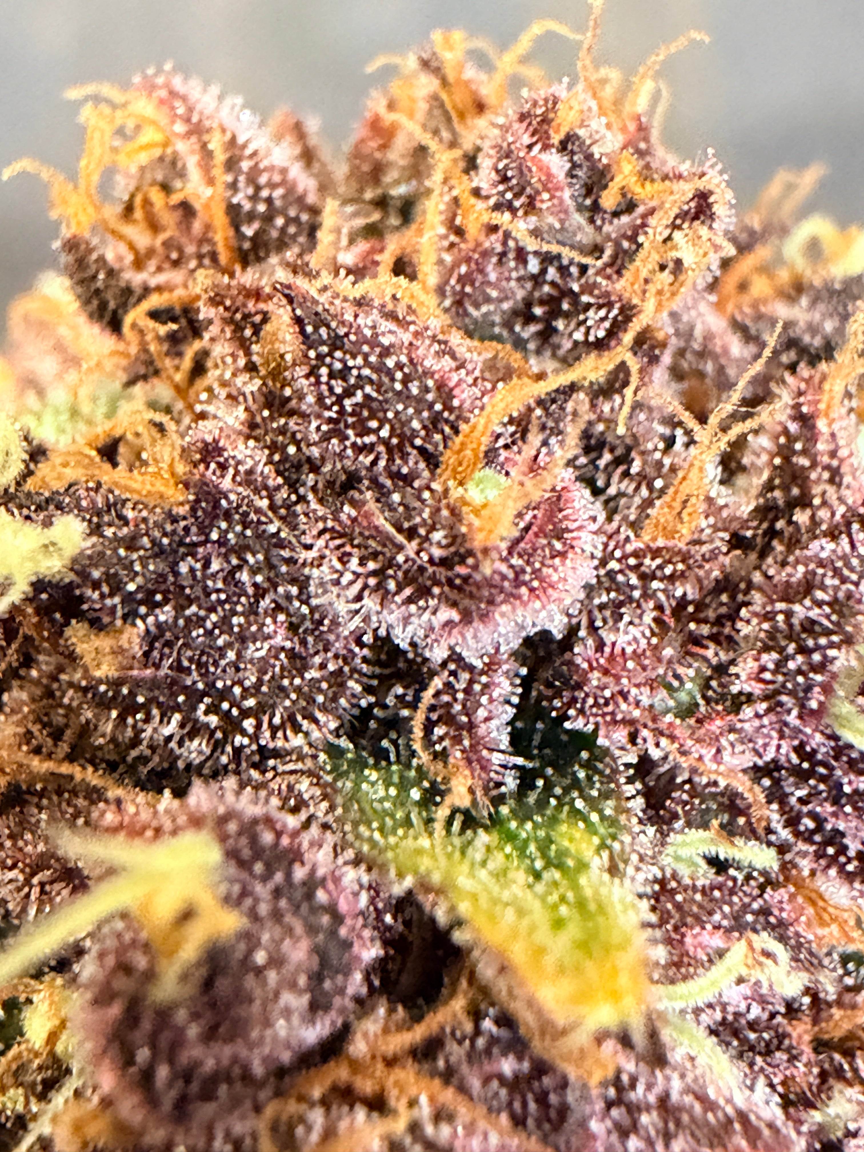 Smoothie (Indoor)