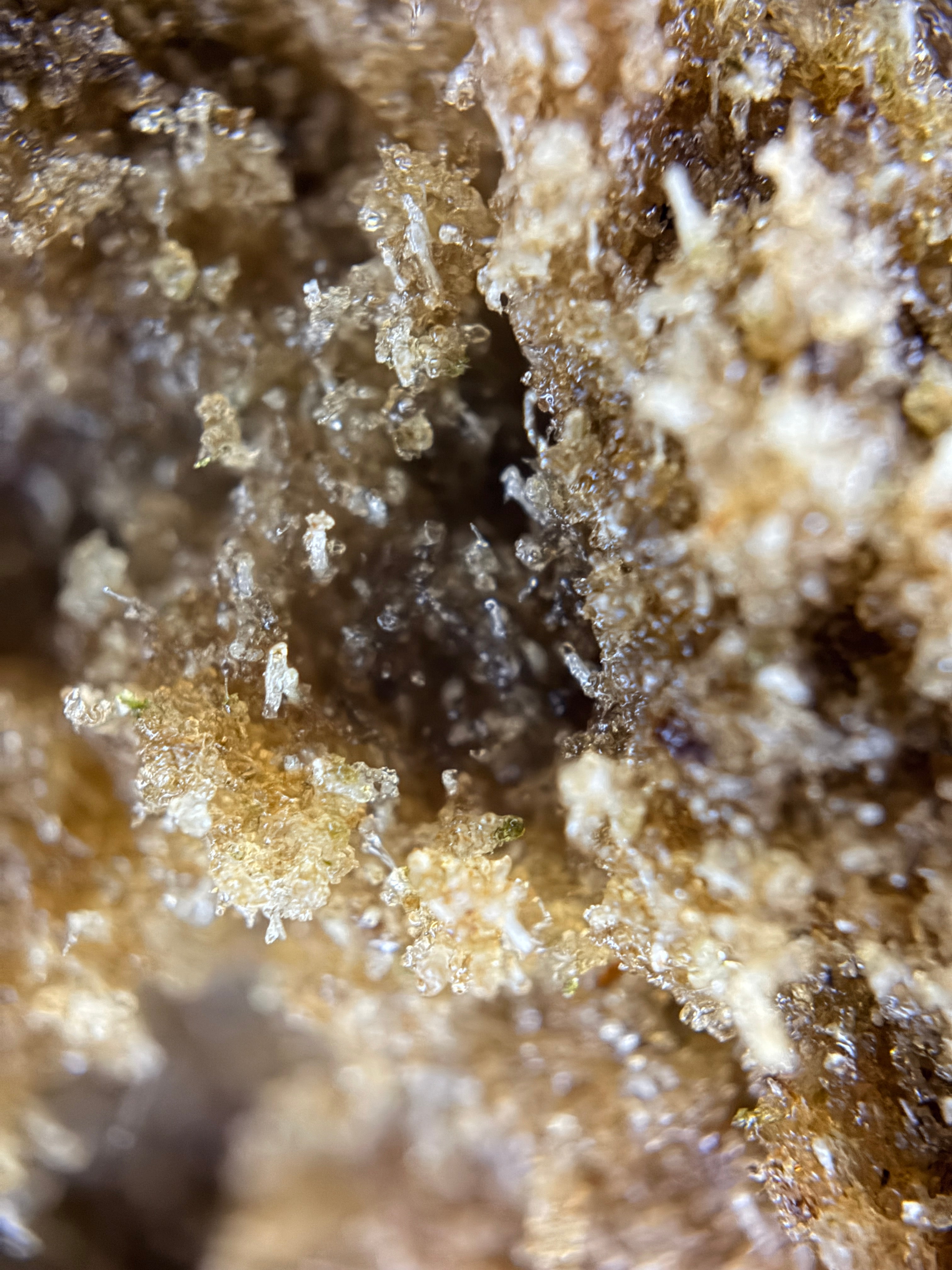 Iceolator Skunk Jam