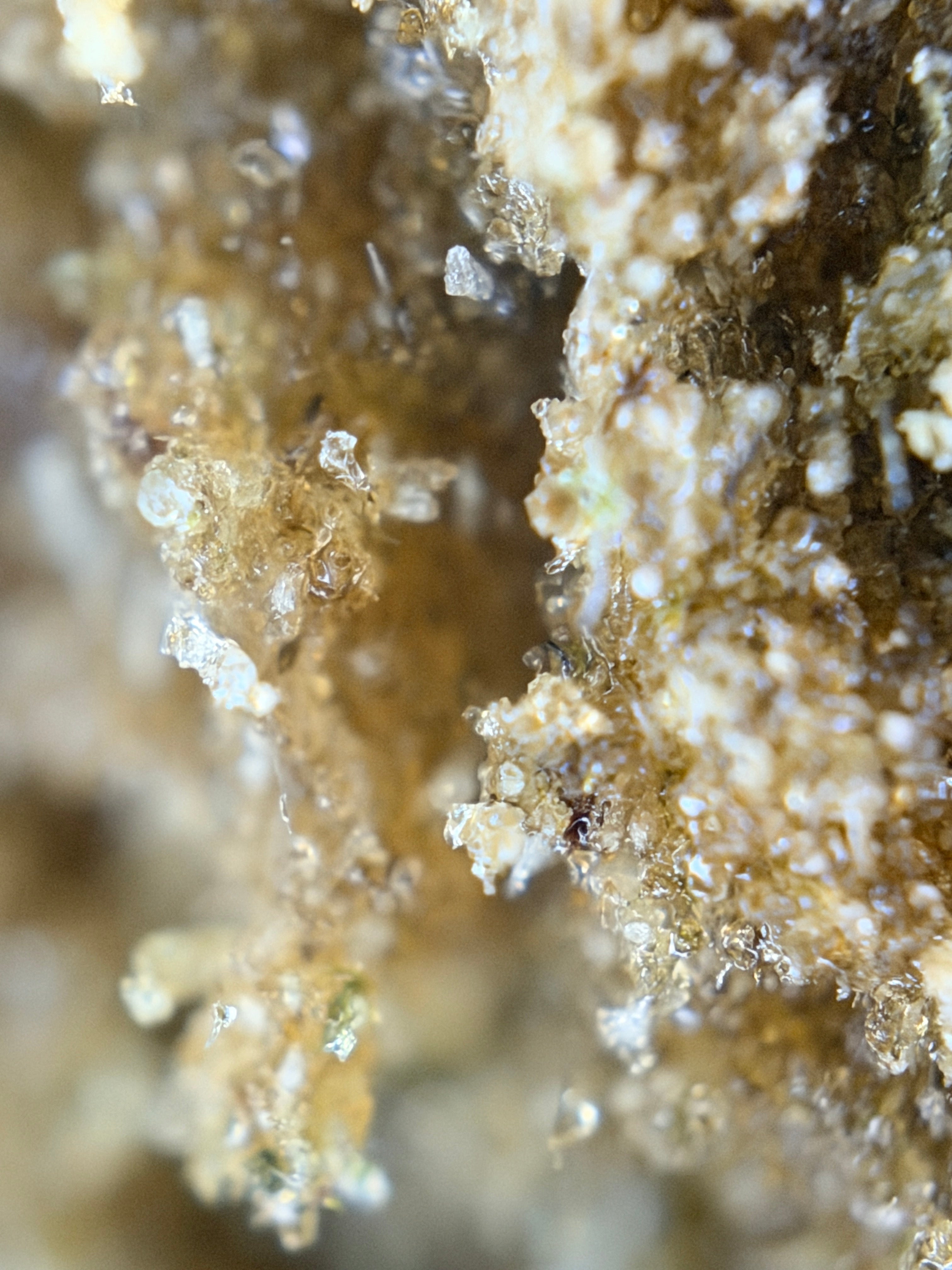 Iceolator Skunk Jam