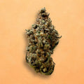 Orange Fritter (Indoor)
