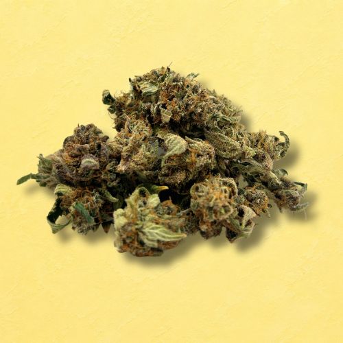 Orange Fritter (Indoor) SB