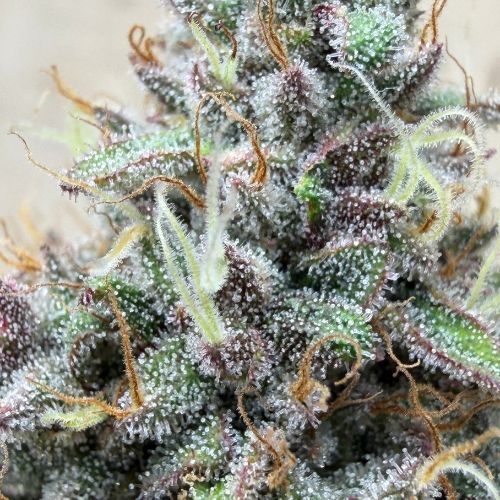 Orange Fritter (Indoor) SB