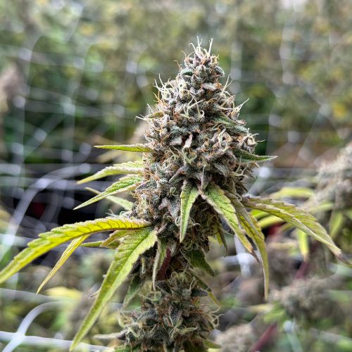 Pineapple Gushers (Indoor)