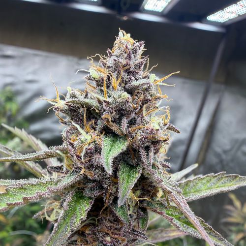 Rainbow Sherbet (Indoor)