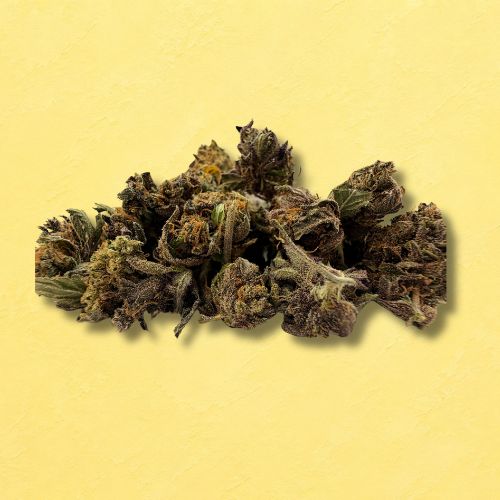 Small Buds Rainbow Sherbet (Indoor)