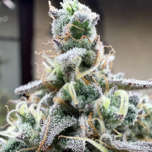Skunk Jam (Indoor)