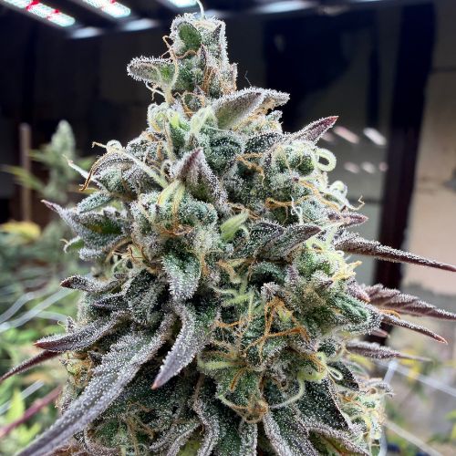 Skunk Jam (Indoor)