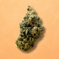 Skunk Jam (Indoor)