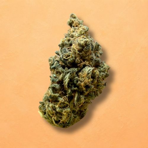 Skunk Jam (Indoor)