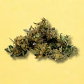 Skunk Jam (Indoor) SB