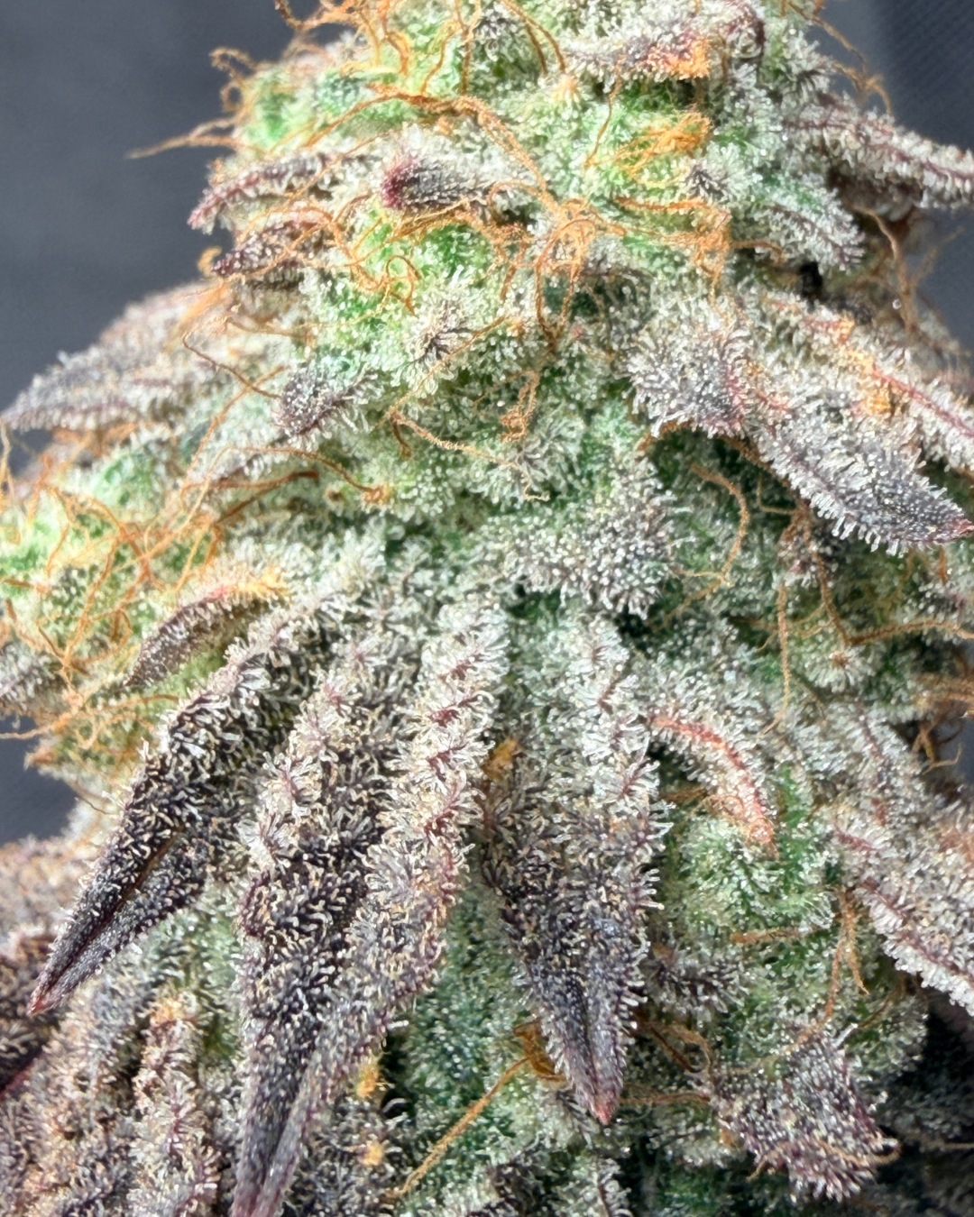 Demi Glaze (Indoor)