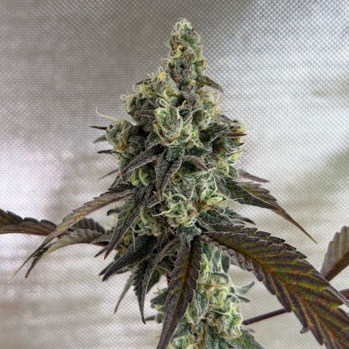 Tropical Fruit Scoop (indoor)