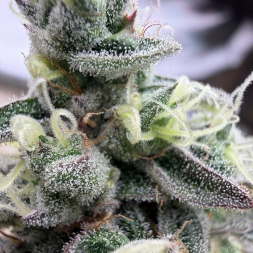Tropical Fruit Scoop (indoor)