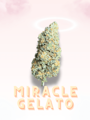 Miracle Gelato Indoor