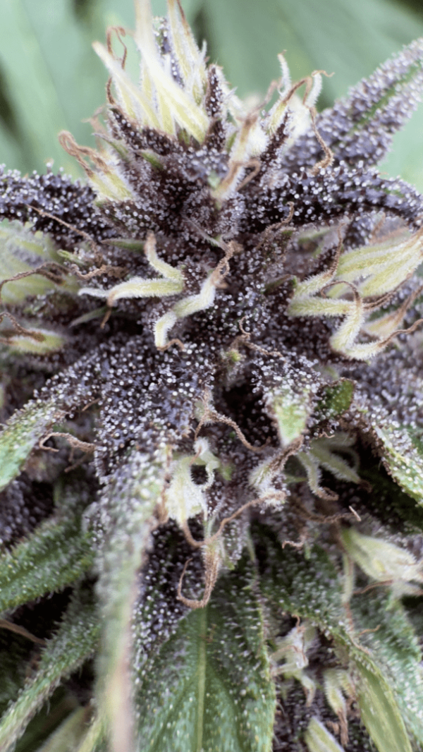 Pineapple Mimosa – Image 5