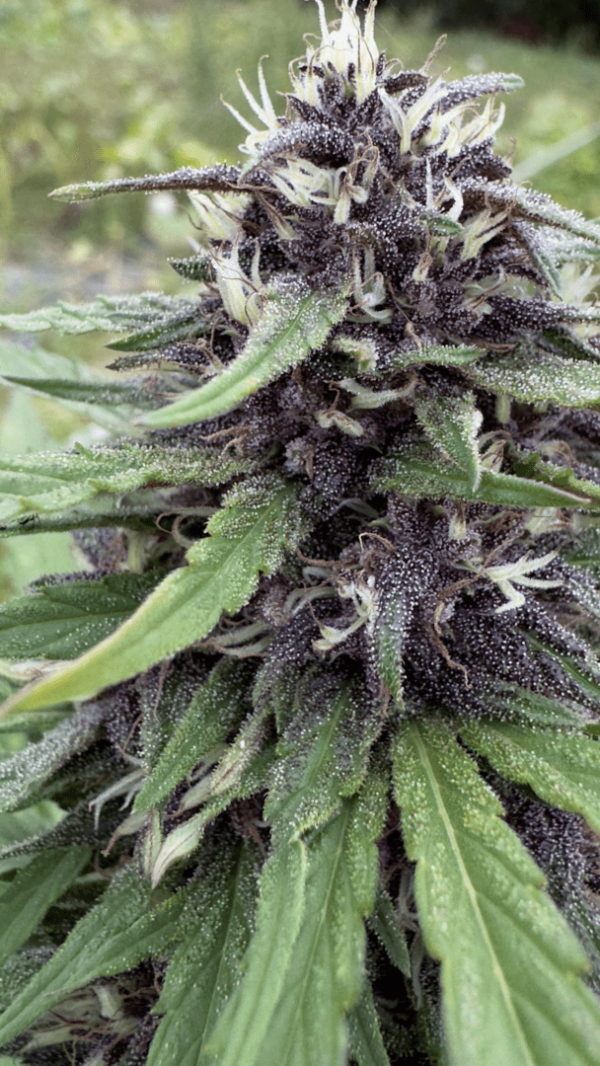 Pineapple Mimosa – Image 4