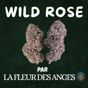 Wild Rose (La Fleur Des Anges)
