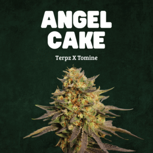 Angel Cake - Terpz X Tomine