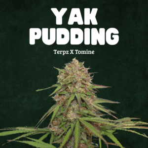 Yak Pudding - Terpz x Tomine